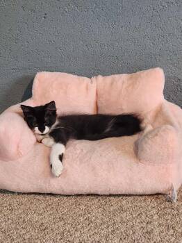 Rescue Tuxedo Cats for Adoption in Norwich, Connecticut - Biscotti | PetCurious