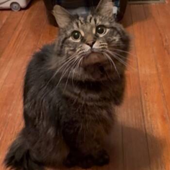 Rescue Domestic Long Hair Cats for Adoption in Henderson, Kentucky - Jax | PetCurious