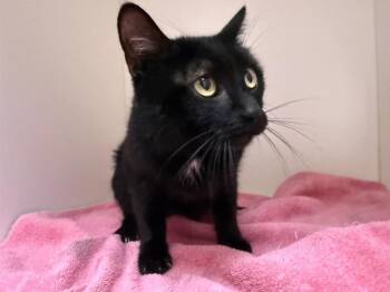 Molly -  Domestic Short Hair Cat for Adoption in Hobbs, New Mexico - Molly | PetCurious
