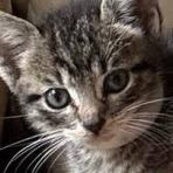 Imperio -  Domestic Short Hair Cat for Adoption in San Antonio, Texas - Imperio | PetCurious