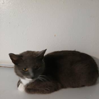 Becky -  American Shorthair Cat for Adoption in Iowa Falls, Iowa - Becky | PetCurious