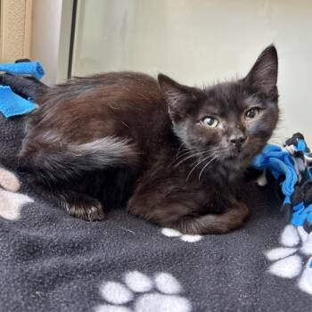 Dark Wing -  Domestic Short Hair Cat for Adoption in Dublin, California - Dark Wing | PetCurious