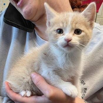 Domestic Medium Hair Cats Available for Adoption in Eureka Springs, Arkansas - Dreamsicle | PetCurious