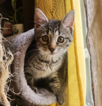 Rescue Tabby Cats for Adoption - Truffles | PetCurious