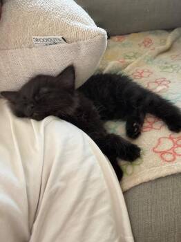 Piernicki -  Domestic Medium Hair Cat for Adoption in Fort Lupton, Colorado - Piernicki | PetCurious