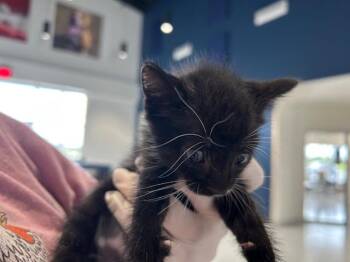 FIGARO -  Domestic Short Hair Cat for Adoption in Ocala, Florida - FIGARO | PetCurious