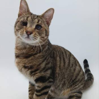 Zesty -  Domestic Short Hair Cat for Adoption in Springfield, Missouri - Zesty | PetCurious