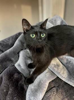 Kuma -  Domestic Short Hair Cat for Adoption in Cumberland, Maryland - Kuma | PetCurious