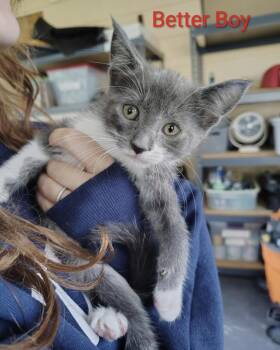 Domestic Short Hair Cats Available for Adoption in Kimberlin Heights, Tennessee - Better Boy | PetCurious