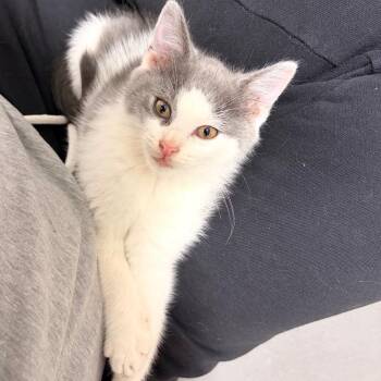 Fez FKA Kat -  Domestic Short Hair Cat for Adoption in Philadelphia, Pennsylvania - Fez FKA Kat | PetCurious