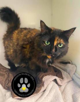 Jackie -  Domestic Medium Hair Cat for Adoption in Delson, Quebec - Jackie | PetCurious