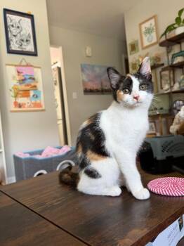 Pistachio -  Domestic Short Hair Cat for Adoption in Cincinnati, Ohio - Pistachio | PetCurious