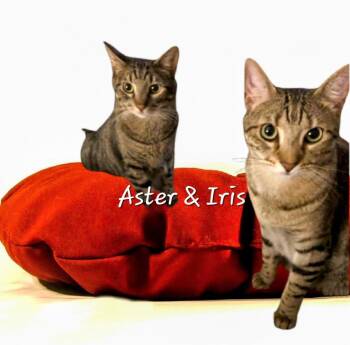 Rescue Tabby and Domestic Short Hair Cats for Adoption in Houston, Texas - Aster & Iris #bonded-brothers | PetCurious