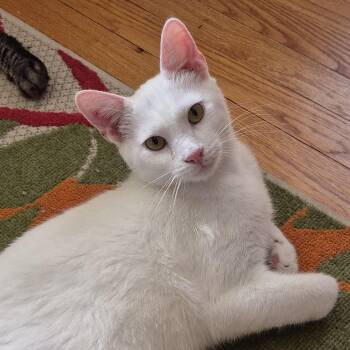 Finn B. - Velcro Kitty -  Domestic Short Hair Cat for Adoption in New York, New York - Finn B. - Velcro Kitty | PetCurious