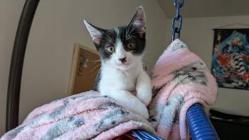 RHEA -  Domestic Short Hair Cat for Adoption in Burbank, California - RHEA | PetCurious