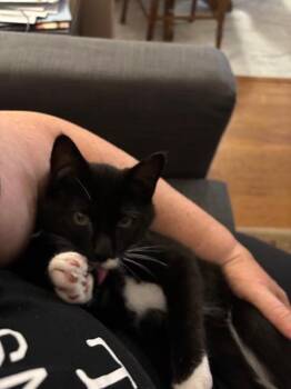 Rescue Domestic Short Hair Cats for Adoption in Santa Cruz, California - Baby Boots (BB) | PetCurious