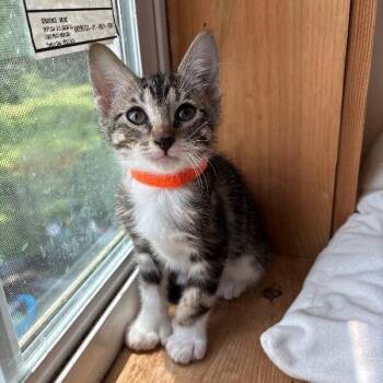 Sprout Woodville -  Extra Toes Cat Hemingway Polydactyl and Tabby Cat for Adoption in Friendswood, Texas - Sprout Woodville | PetCurious