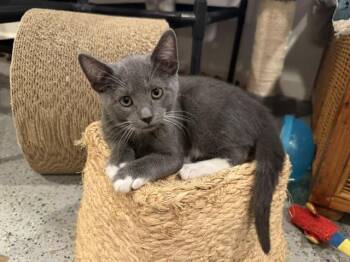 Barnacle and his mom Coral -  Domestic Short Hair Cat for Adoption in Fairfax, Virginia - Barnacle And His Mom Coral | PetCurious