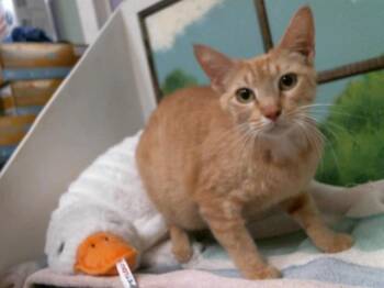 Domestic Short Hair Cats Available for Adoption in Houston, Texas - RACHEL | PetCurious
