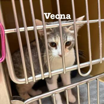Vecna -  Domestic Short Hair Cat for Adoption in Hazlet, New Jersey - Vecna | PetCurious