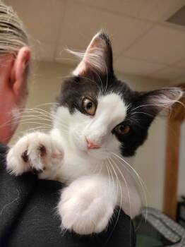 Lucy -  Tuxedo and Domestic Short Hair Cat for Adoption in Montour Falls, New York - Lucy | PetCurious