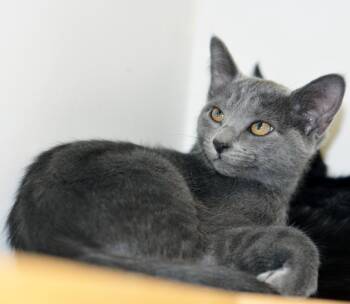 LIESL - MY ADOPTION FEE IS HALF PRICE IN JUNE -  Domestic Short Hair Cat for Adoption in San Clemente, California - LIESL - MY ADOPTION FEE IS HALF PRICE IN JUNE | PetCurious