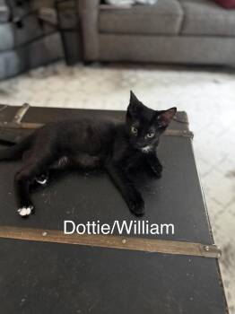 Dottie -  Domestic Short Hair Cat for Adoption in Greenwood, Indiana - Dottie | PetCurious