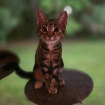 Clawdia -  Domestic Short Hair Cat for Adoption in Jupiter, Florida - Clawdia | PetCurious