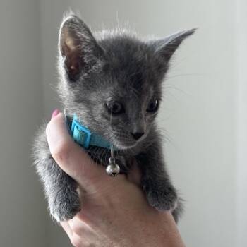 Domestic Short Hair Cats Available for Adoption in Boerne, Texas - Rain Showers & Rainbows | PetCurious