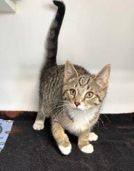 Domestic Short Hair Cats Available for Adoption in Rochester, Indiana - Bradley | PetCurious