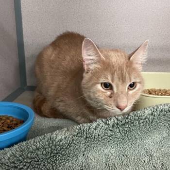 Souta -  Domestic Short Hair Cat for Adoption in Port Charlotte, Florida - Souta | PetCurious