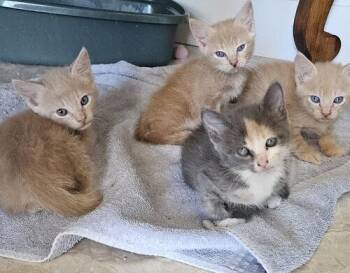 Halsey -  Domestic Short Hair Cat for Adoption in Tampa, Florida - Halsey | PetCurious