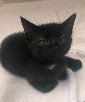 Otter -  Domestic Short Hair Cat for Adoption in Columbia, Tennessee - Otter | PetCurious