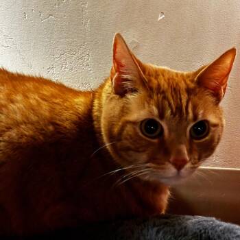 Prince Butterz -  Domestic Medium Hair Cat for Adoption in Goleta, California - Prince Butterz | PetCurious