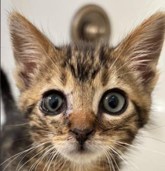 Domestic Short Hair Cats Available for Adoption in Vancouver, Washington - Ari | PetCurious
