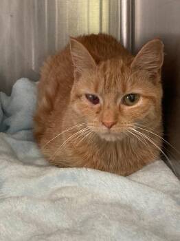 Domestic Short Hair Cats Available for Adoption in Pierceton, Indiana - Carolina | PetCurious