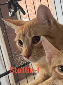 Rescue Tabby and Domestic Short Hair Cats for Adoption in Brookhaven, Mississippi - Stuffin 25 | PetCurious
