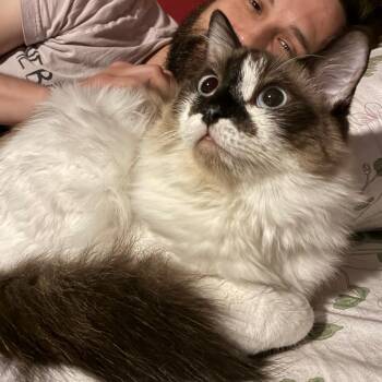 Bad bunny -  Ragdoll Cat for Adoption in NEW PT RICHEY, Florida - Bad Bunny | PetCurious