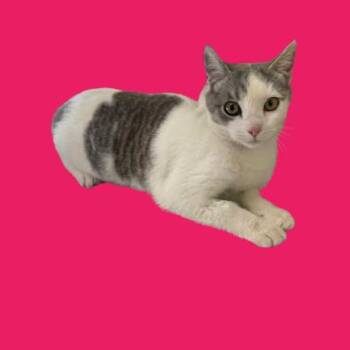 Domestic Short Hair Cats Available for Adoption - TUSC-Stray-83431 | PetCurious