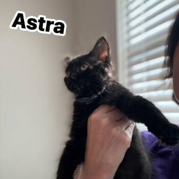 Astra -  Domestic Short Hair Cat for Adoption in Edwardsville, Illinois - Astra | PetCurious