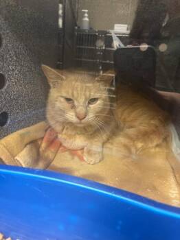 Domestic Short Hair Cats Available for Adoption in Johnson City, Tennessee - Marshmellow (Ballard) | PetCurious