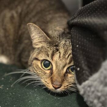 Ellie -  Domestic Short Hair Cat for Adoption in Matteson, Illinois - Ellie | PetCurious