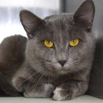 Domestic Short Hair Cats Available for Adoption in Hopkinton, Massachusetts - Albus | PetCurious