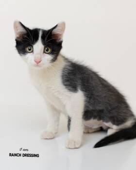 Ranch Dressing -  Domestic Short Hair Cat for Adoption in Boone, Iowa - Ranch Dressing | PetCurious