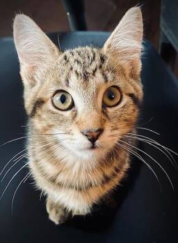 Domestic Short Hair Cats Available for Adoption in Duxbury, Massachusetts - Jordan W/ Tara | PetCurious