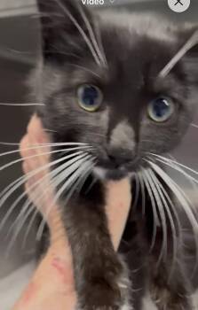 Chuckie -  Manx Cat for Adoption in Gainesville, Virginia - Chuckie | PetCurious
