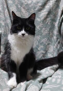 Diva 1 yr -  Tuxedo Cat for Adoption in London, Ontario - Diva 1 Yr | PetCurious