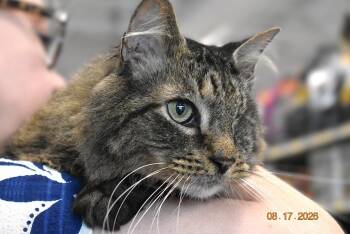 Carl -  Domestic Short Hair Cat for Adoption in Rossville, Georgia - Carl | PetCurious