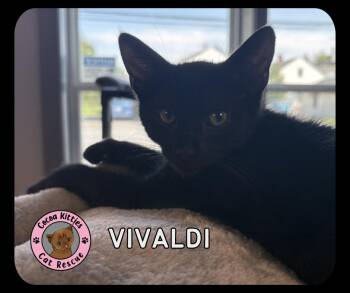Vivaldi -  Domestic Short Hair Cat for Adoption in Hershey, Pennsylvania - Vivaldi | PetCurious