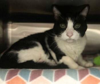 Rescue Domestic Short Hair Cats for Adoption in Fruit Heights, Utah - Oreo | PetCurious